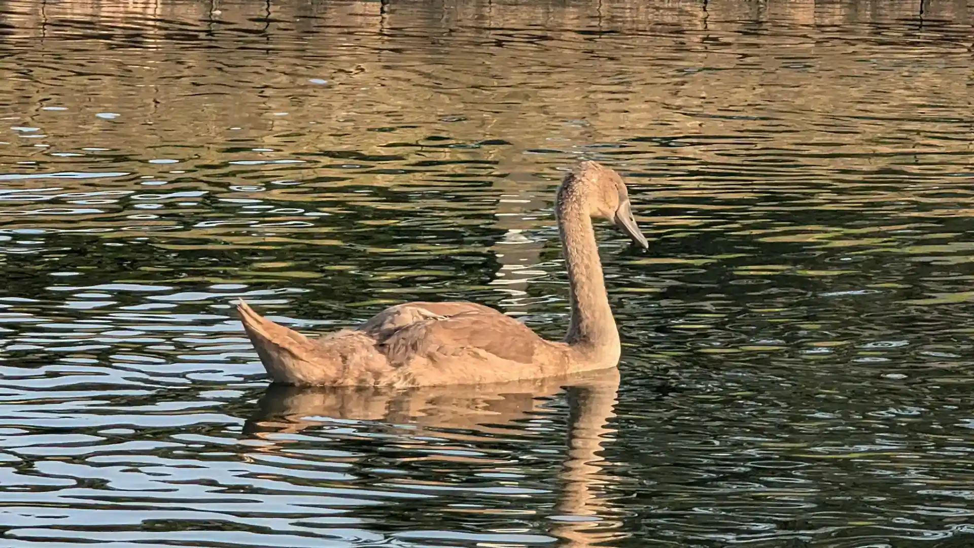 A Young Swan at Southchurch Park, Southend-on-Sea