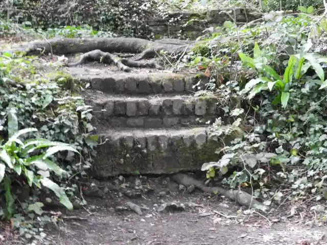 A photo of Overgrown Historic Steps and Tree Roots at Kearsney Abbey Gardens