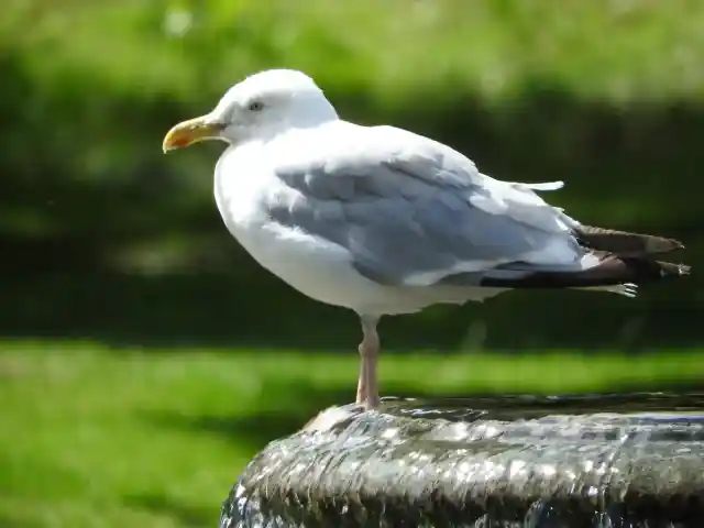 A photo of Seagull Perched on a Fountain at Kearsney Abbey Gardens